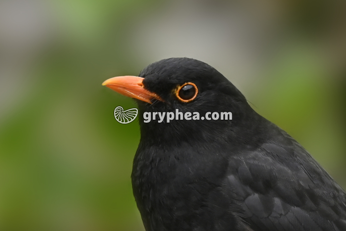 Merle noir - Tête (Turdus merula) - gryphea.org